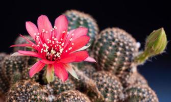 flores rojas de la planta de cactus. cactus o cactus. grupo de cactus en una olla pequeña. invernaderos para cultivar plantas en las casas. disparando en el estudio de fondo negro. foto