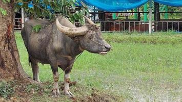 búfalo tailandés bajo los árboles en el área de la granja. el búfalo era un animal de ganado utilizado para el trabajo en la agricultura en el pasado de tailandia. foto