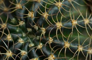 Close-up photo The apex of the cactus plant has long, curved spines on the ridge of the stem. group of thorns of cactus