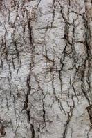 Old Wood Tree Texture Background photo