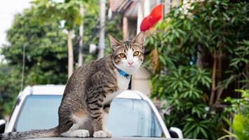 The cat sat on the roof of the car. And staring at the camera The car parked on the roadside and there was a cat sitting on the roof. photo