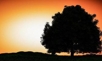 Silhouette of a big tree on the grass. Background in bright orange white tones representing the evening sun. 3D Rendering photo