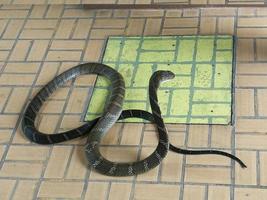 A black-and-white king cobra stretching around the neck of the hood to prepare for attack. photo