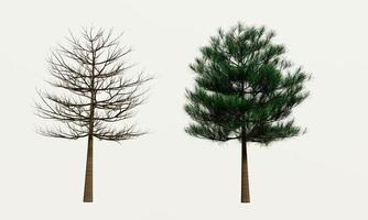 Big trees, branches and full leaves Trunk, brown bark a. Isolated on white background. 3D Rendering. photo