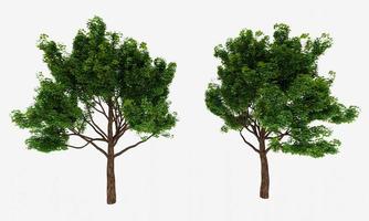 Big trees, branches and full leaves Trunk, brown bark a. Isolated on white background. 3D Rendering. photo
