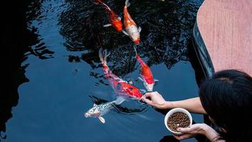 Alimenta a los koi japoneses o a los excrementos con tus propias manos. pez domesticado al granjero. un estanque de peces koi al aire libre para la belleza. mascotas populares para la relajación de los asiáticos y el feng shui que significa buena suerte. foto