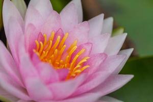 flor de loto rosa foto