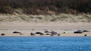Grey Seal Halichoerus grypus Marlough Beach Northern Ireland UK photo