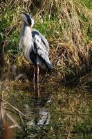 Grey Heron.Ardea cinerea Lagan River Belfast Northern Ireland UK photo