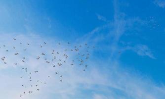 un grupo o una bandada de gorriones vuelan en el cielo. el cielo estaba brillante durante el día con nubes blancas. los pájaros volaban en bandadas. representación 3d foto