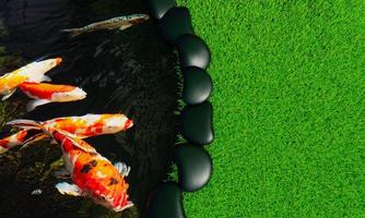 An outdoor  Japanese koi pond, or fancy carp, has fish swimming together. Bright green lawn ground There are black rocks lining the side of the fish pond. Lawns and outdoor fish ponds. 3D Rendering. photo