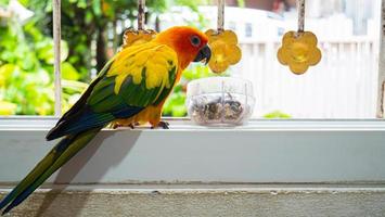 adorable, inteligente, loro amarillo anaranjado, mil cotorras solares, de pie para comer, comida en una taza, que es una combinación de granos. en la ventana no enjaulado capaz de volar libremente foto