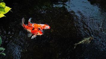Japan koi fish or Fancy Carp swimming in a black pond fish pond. Popular pets for relaxation and feng shui meaning. Popular pets among people. Asians love to raise it for good fortune. photo