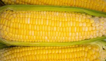 High angle view of a pile of uncooked corn with steam or water droplets on the surface of the corn kernels. photo