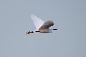 Garceta común egretta garzetta whiteabbey Belfast, Irlanda del Norte, reino unido foto