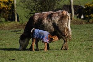 Cow and Calf Ballynoe Stone Circle Northern Ireland UK photo