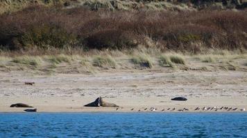 Foca gris halichoerus grypus marlough playa Irlanda del Norte reino unido foto