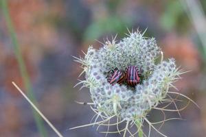 bichos dentro de una flor cisternino puglia italia foto