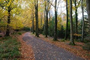 Tollymore Forest Park Northern Ireland UK photo