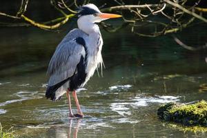 Grey Heron.Ardea cinerea Lagan River Belfast Northern Ireland UK photo