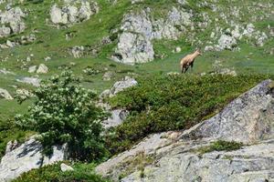 gamuza caucásica rupicapra rupicapra ssp. parque nacional caucasica chugush en krasna polyana sochi rusia foto