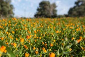 flores en un campo fasano apulia italia foto