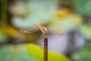 Macro of dragonfly resting on a twig photo