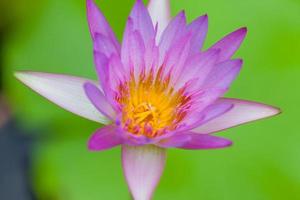 Purple Lotus Flower, Thailand