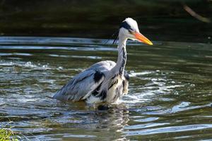 Grey Heron.Ardea cinerea Lagan River Belfast Northern Ireland UK photo