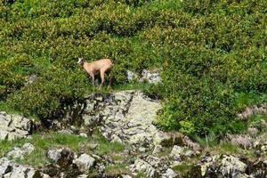 gamuza caucásica rupicapra rupicapra ssp. parque nacional caucasica chugush en krasna polyana sochi rusia foto