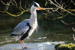 Grey Heron.Ardea cinerea Lagan River Belfast Northern Ireland UK photo