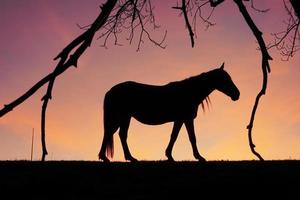 silueta de caballos en el prado con una hermosa puesta de sol foto