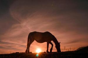 silueta de caballos en el prado con una hermosa puesta de sol foto