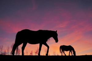 silueta de caballos en el prado con una hermosa puesta de sol foto