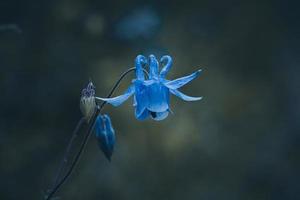 beautiful blue flower in the garden in spring season photo