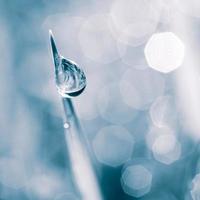 raindrop on the grass leaf in spring season in rainy days photo