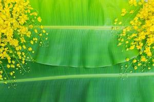 Cassia fistula flowers on green banana leaf background photo