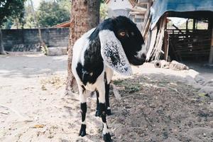 Etawa goat  or javanese goat on traditional animal market, java indonesia. photo