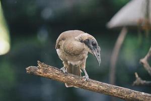 primer plano retrato de friarbird con casco, philemon buceroides, sentado en la rama de un árbol. cabeza larga muy extraña, pájaro feo. foto