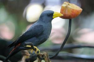 The Javan myna also known as the white-vented myna or Jalak Kebo in a branch with eating apple. photo