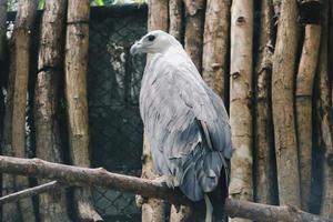 Brahminy kite or elang bondol. bird of prey. photo