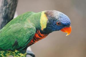 Cerca de cocoteros pájaro foto