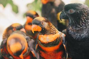 Dusky lories or banded Lories or Nuri kelam with orange and black feather photo