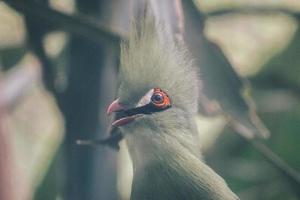 Guinea Turaco or turaco hijau bird on a tree branch photo