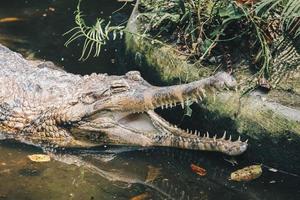 A matured male Gharial , a fish-eating crocodile is resting in shallow water. photo