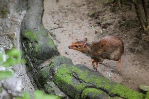 Chevrotain or Lesser or Little a mouse-deer or Kancil in zoo. photo