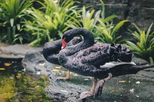 Black swan standing in near of pound. Beautiful west australian black swan. photo