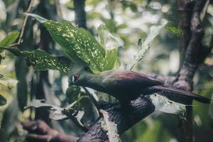 Guinea Turaco or turaco hijau bird on a tree branch photo