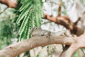 Oriental garden fence lizard or Calotes versicolor sitting on a branch in the tropical jungle. photo