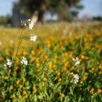 flores en un campo fasano apulia italia foto